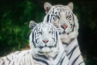 rewa white tiger