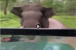 Wild Elephant Tries to Attack on Tourists