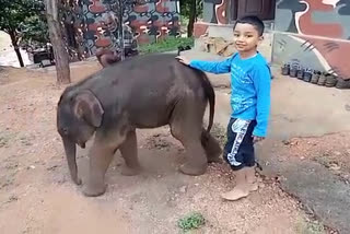 baby-elephant-came-to-village-with-cows-in-ramanagar