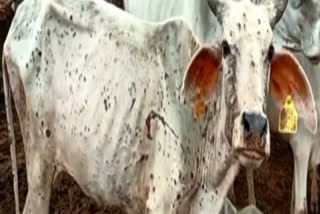 Lumpy Disease Deaths in Jodhpur