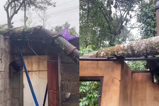 Heavy rain in Idukki  house collapsed due to falling palm tree  Senapati  Heavy rain  kerala rains  ഇടുക്കിയില്‍ ശക്തമായ മഴ  സേനാപതിയില്‍ പന കടപുഴകി വീണ് വീട് തകർന്നു  ശക്തമായ മഴ  സേനാപതി