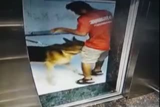 Dog bites delivery boys private part viral video