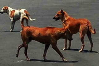 stray dogs attack people  feed them could be held liable  stray dogs attack case in supreme court  ಬೀದಿ ನಾಯಿಗಳ ಹಾವಳಿ  ಬೀದಿ ನಾಯಿಗಳಿಗೆ ಆಹಾರ  ನಿಯಂತ್ರಣಕ್ಕೆ ಸುಪ್ರೀಂಕೋರ್ಟ್​ ಮಹತ್ವದ ನಿರ್ಣಯ  ಬೀದಿನಾಯಿಗಳ ಹಾವಳಿಗೆ ಪರಿಹಾರ