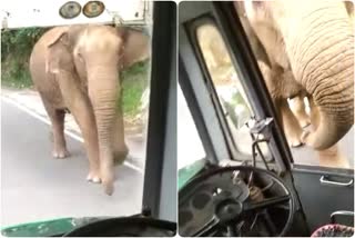 elephant searched the bus for food  elephant searched the bus for food in Tamilnadu  Elephant food news  ಒಂಟಿ ಸಲಗನ ಆರ್ಭಟ  ನಡುರಸ್ತೆಯಲ್ಲಿ ಗಜರಾಜನ ಆರ್ಭಟ  ಆನೆ ಕಂಡು ಗಾಬರಿಗೊಂಡ ಬಸ್​ ಪ್ರಯಾಣಿಕರು