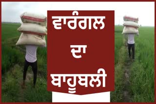 Bahubali of Warangal walks in the field carrying 150 kg bags of fertilizer