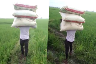 Warangal  Warangal bahubali  young man carrying 150 kg bags of fertilizer video  വാറങ്കല്‍ ബാഹുബലി  വാറങ്കല്‍ ബാഹുബലി വൈറല്‍ വീഡിയോ  തെലങ്കാന വാറങ്കല്‍ ജില്ല  തിമ്മറൈനി പഹാഡ്