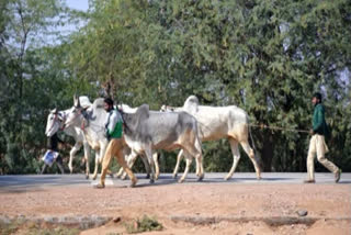 Chhattisgarh govt to launch mobile veterinary units to provide medical aid to livestock