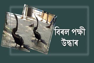 কামপুৰত বিৰল প্ৰজাতিৰ পক্ষী উদ্ধাৰ