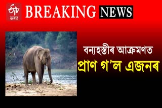 Man killed in wild elephant attack in Naharkatia