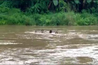 Student reached exam center by swam in the river  Student swam in the river and wrote the exam  നദി നീന്തിക്കടന്ന് വിദ്യാര്‍ഥിനി  വിദ്യാര്‍ഥിനി  Student  വിശാഖപട്ടണം  Champavati river  Visakhapatnam  ചമ്പാവതി നദി