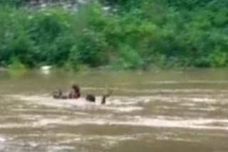 girl swam across the river