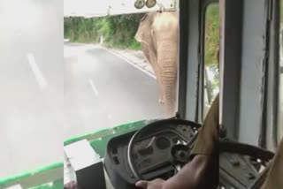 An Elephant has stopped Bus on road for food  An Elephant has stopped Bus on road for food  ഭക്ഷണത്തിനായി ബസ് തടഞ്ഞ് ആന  ചെന്നൈ  ബസ് തടഞ്ഞ് ആന  നടുറോഡില്‍ ബസ് തടഞ്ഞ് ആന  ചെന്നൈ വാര്‍ത്തകള്‍  Elephant