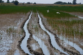 Transfer Nano technology to fertilizer PSUs and pvt companies says Parl panel to Govt