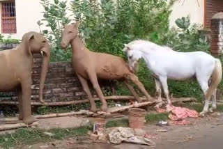 Horse plays with clay made horse and elephant in Kanksa