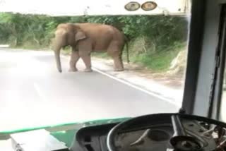 Elephant stopped Bus on road for food