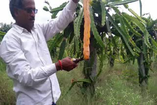 dragon-fruit-plant-disease-is-a-loss-for-farmers