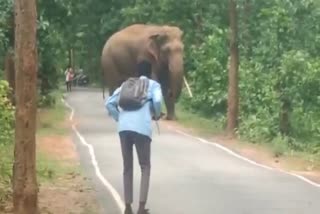 Wild elephant came out on road in Gumla