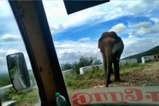 elephant waiting for sugarcane truck  wild elephant  sugarcane truck  wild elephant near sathyamangalam  sathyamangalam  கரும்பு லாரியை எதிர்நோக்கி காத்திருந்த காட்டு யானை  கரும்பு லாரி  காட்டு யானை  திம்பம் மலைப்பாதை