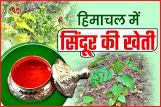 Vermilion Cultivation in Hamirpur