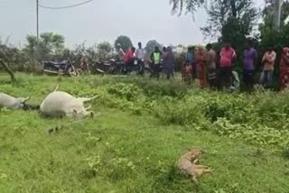 Six cattle died due to electrocution in Rewa