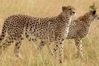 Cheetahs from South Africa will come to Kuno Sanctuary