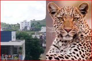 tigers and leopards are roaming in urban areas