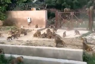 ताजमहल के साए में बंदरों के दो गुटों में गैंगवार
