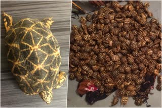 men arrested for selling star tortoises  four men arrested for selling star tortoises  Bengaluru  നക്ഷത്ര ആമകളെ വിൽപന നടത്തിയ യുവാക്കള്‍ അറസ്റ്റില്‍  തുമകുരു  ബംഗളൂരു  നക്ഷത്ര ആമ  star tortoises