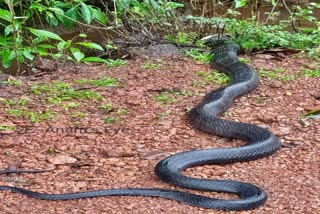 ಶಿರಸಿಯಲ್ಲಿ ಉಡವನ್ನು ಬೇಟೆ ಮಾಡಿದ ಕಾಳಿಂಗ ಸರ್ಪ