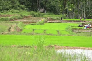 paddy-cultivation-declining-drastically-in-uttara-kannada-district