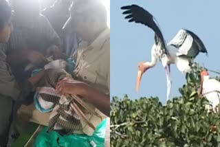 scientists installed GPS on the pelican bird  research on pelican bird  pelican bird gps installed in Madya  ಪೆಲಿಕನ್ ಪಕ್ಷಿಗೆ ಜಿಪಿಎಸ್ ಅಳವಡಿಸಿದ ವಿಜ್ಞಾನಿಗಳ ತಂಡ  ಪೆಲಿಕನ್ ಪಕ್ಷಿಗೆ ಜಿಪಿಎಸ್  ಜಿಪಿಎಸ್​ನಿಂದ ಪೆಲಿಕನ್​ ಪಕ್ಷಿಗಳ ಅಧ್ಯಾಯನ  ಡೆಹ್ರಾಡೂನ್​ನ ವೈಲ್ಡ್‌ ಲೈಫ್ ಇನ್‌ಸ್ಟಿಟ್ಯೂಟ್‌  ಹೆಜ್ಜಾರ್ಲೆಗೆ ಜಿಪಿಎಸ್ ಅಳವಡಿಸುವಲ್ಲಿ ಯಶಸ್ವಿ  ಗ್ರೀಕ್‌ನ ಜಿಪಿಎಸ್ ಟ್ರ್ಯಾಕರ್‌