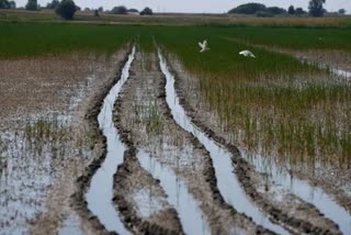 Nano-Fertilizer: PSU ଏବଂ ବେସରକାରୀ କମ୍ପାନୀକୁ ନାନୋଟେକ୍ନୋଲୋଜି ସ୍ଥାନାନ୍ତର କରିବାକୁ ସରକାରଙ୍କୁ ପରାମର୍ଶ