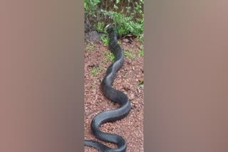 A king cobra trying to devour a monitor lizard  king cobra  monitor lizard  Karnataka  സിർസി  കർണാടക  രാജവെമ്പാല  ഉടുമ്പ്  രാജവെമ്പാല ഉടുമ്പിനെ അകത്താക്കുന്ന ദൃശ്യം വൈറൽ  അനന്തമൂർത്തി മട്ടിഘട്ട  sirsi