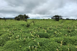 flower season begins on Kas Plateau