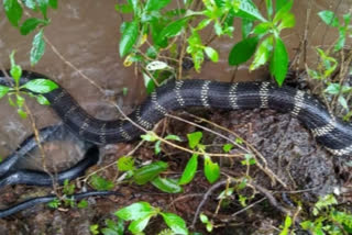 King Cobra tries to hunt Giant Monitor Lizard