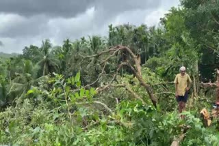 Cyclone  Manya Cyclone  Kasaragod Badiyadka Manya Cyclone  Cyclone News Update  Kasaragod  Badiyadka Latest News  Massive Damage  Massive Damages due to Cyclone  മിന്നല്‍ ചുഴലി  ചുഴലിക്കാറ്റിൽ  കാസര്‍കോട്  കാസര്‍കോട് വാര്‍ത്തകള്‍  മരങ്ങള്‍ കടപുഴകി  നാശനഷ്‌ടം  ബദിയടുക്ക  മാന്യ  മല്ലടുക്ക  മഴ  കൃഷി  വാഴ