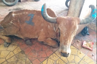 Bone and leather being extracted from the dead cows from the mythical city of Ayodhya