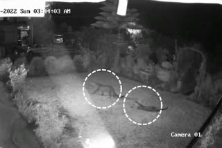 Two Leopard caught on CCTV camera