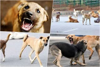 dogs on kerala  തെരുവുകള്‍ കയ്യടക്കി ശുനകക്കൂട്ടം  ഭയന്ന് വിറച്ച് കേരളം  stray dog in kerala  stray dog  കോഴിക്കോട്  കോഴിക്കോട് വാര്‍ത്തകള്‍