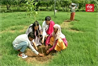 Plantation in Jaipur