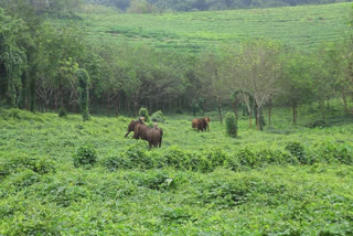 kummki elephant  thrissur palappilly  palappilly kummki elephant  kumki elephants chase away wild elephant  കുങ്കിയാന  കാട്ടാന ശല്യം  പാലപ്പിള്ളി കുങ്കിയാന  പാലപ്പിള്ളി കാട്ടാന ശല്യം