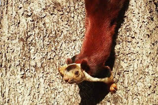 Pachmarhi big red squirrel