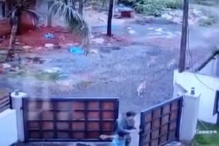 कन्नूर में आवारा कुत्तों के हमले से ऐसे बचे दो छात्र
