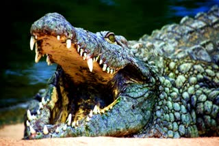 shivpuri crocodile walking on road