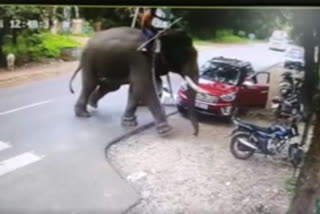 Karnataka: Elephant chases his own mahout, creates havoc