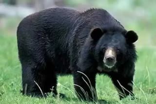 One person injured in wild bear attack in Ranchi
