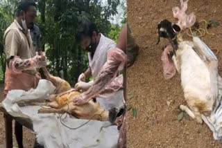 PATHANAMTHITTA  STRAY DOG  STRAY DOG ATTACKED GOAT  പത്തനംതിട്ട  റാന്നി  തെരുവുനായ്ക്കളുടെ ആക്രമണം  മേയാൻ വിട്ട ആടുകളെ  പത്തനംതിട്ട വാർത്ത  pathanamthitta local news