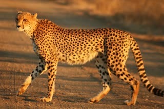 Etv Bharat8 cheetahs to arrive this week in India  ആഫിക്കന്‍ ചീറ്റകള്‍  എട്ട് ചീറ്റകളെ ഇന്ത്യയിലേക്ക് കൊണ്ടുവരുന്നത്  ചീറ്റകളേയും വഹിച്ചുകൊണ്ടുള്ള കാര്‍ഗോ വിമാനം  Kuno Palpur National Park  African Cheetah Introduction Project in India