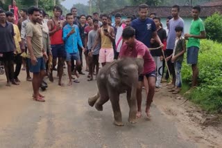 Little elephant reached Samdama of Jashpur