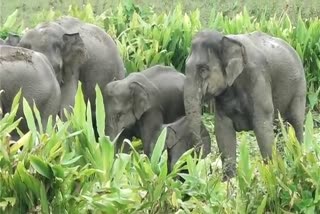 বকোত বন্যহস্তীৰ তাণ্ডৱ: গুৰুত্ব দিয়া নাই বন বিভাগে